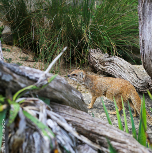 Yellow Mongoose Cynictis Penicillata © marjancermelj