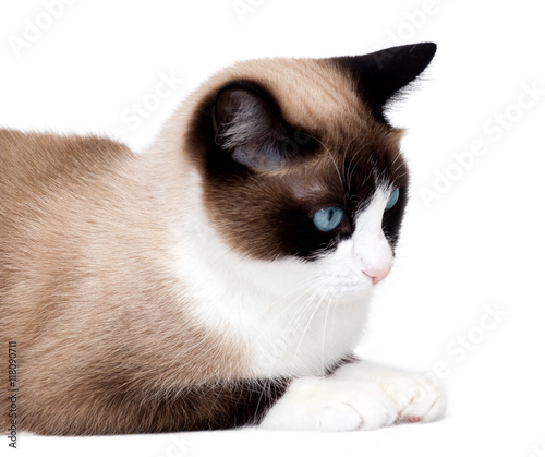 Snowshoe cat, a new breed originating in the USA, isolated on white background