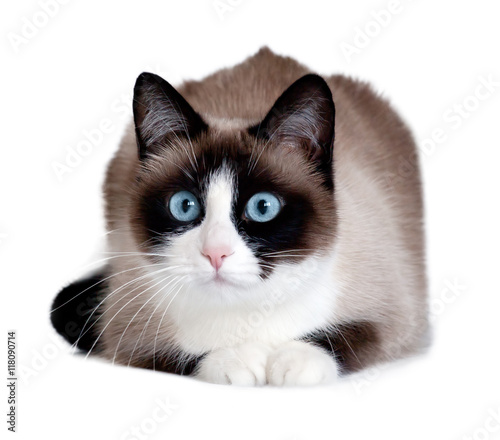 Snowshoe cat, a new breed originating in the USA, isolated on white background