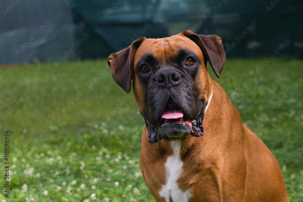 Portrait of German Boxer dog