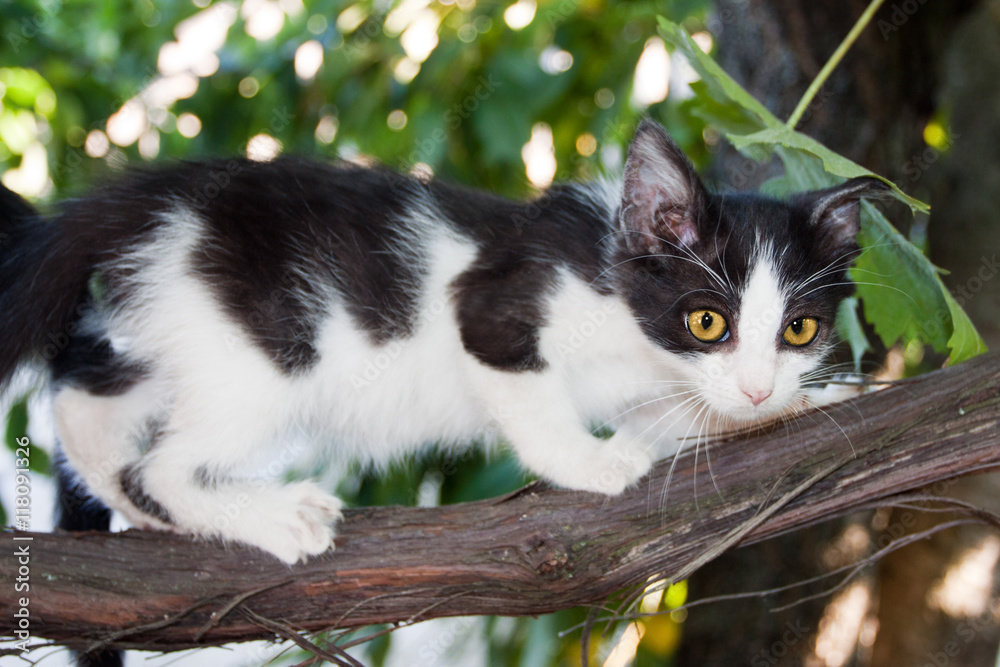 Kitten on the tree