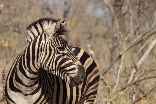 A single zebra grazing in the dry bush in Kruger National Park