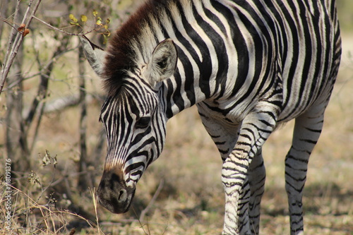 A single zebra grazing in the dry bush in Kruger National Park