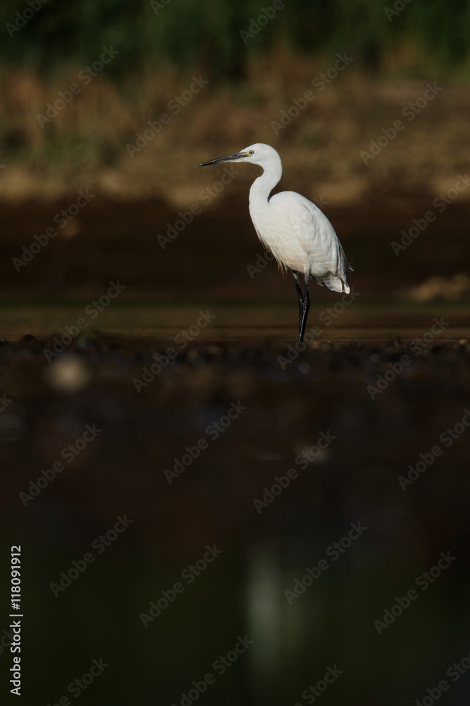 Little Egret, Egretta Garzetta Little Egret, Egretta Garzetta