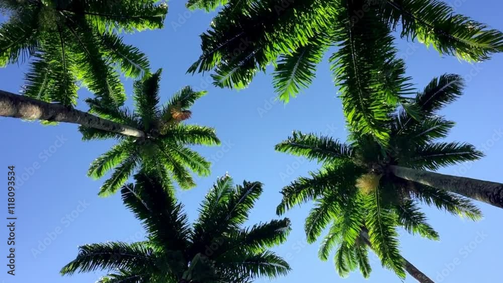 Tall green royal palm trees swaying against bright blue tropical sky in a slow spin