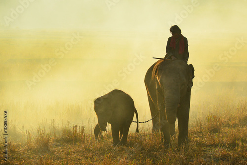 Photography Elephant and Man hometown in the field mist on during sunrise ,Surin Thailand