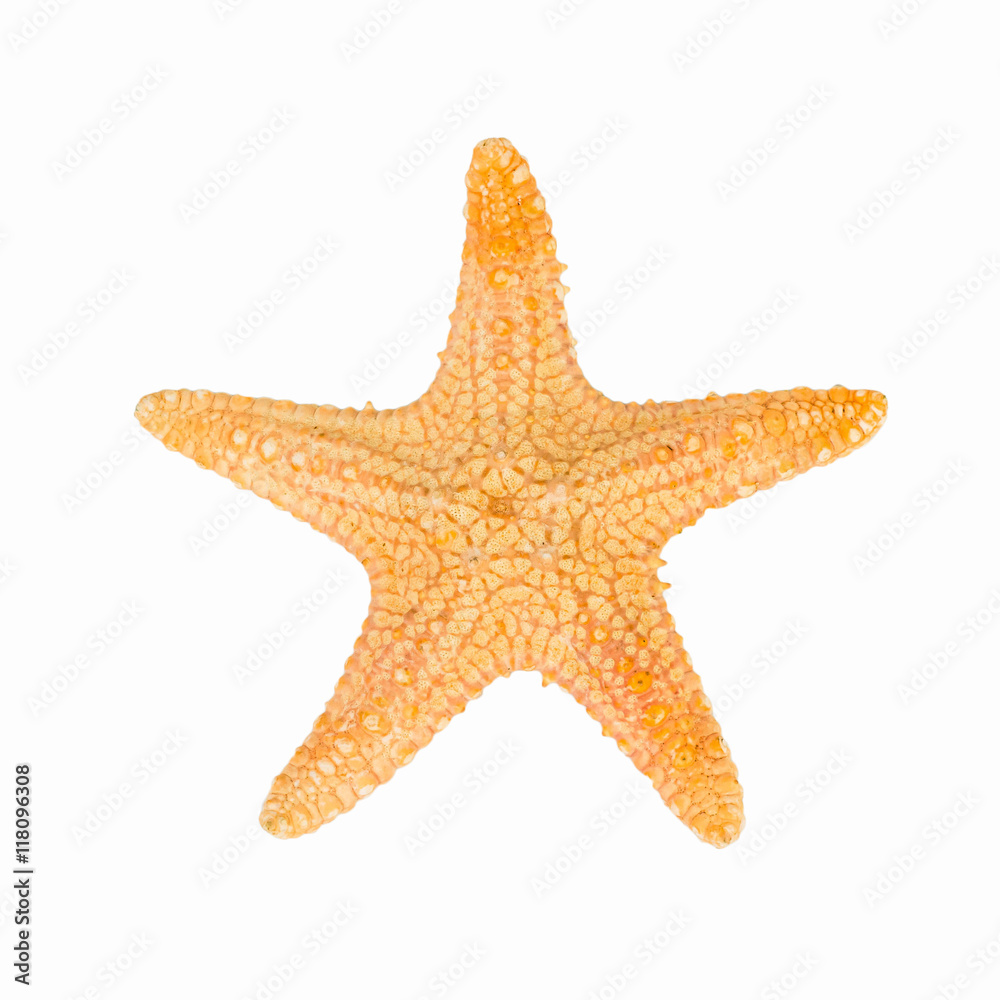 Star Fish on Isolated White Background Star Fish on Isolated White Background