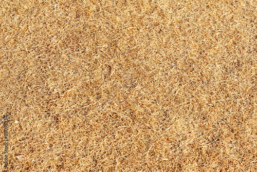 Texture of grass dead