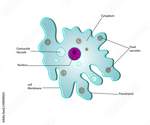 anatomy of a amoeba