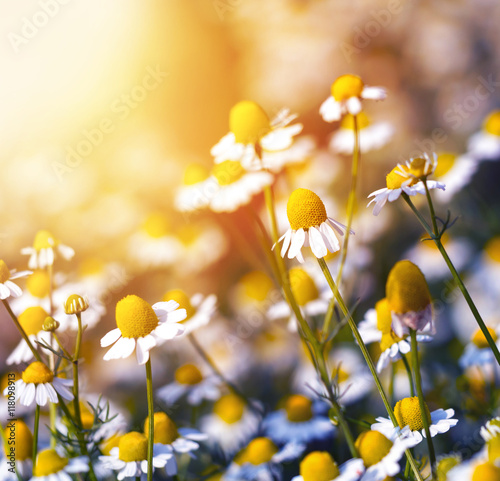 white camomile daisy flower on bright outdoor