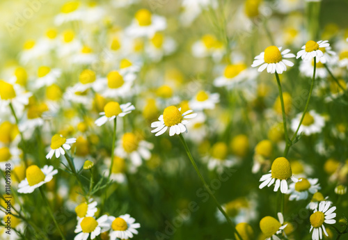 white camomile daisy flowers on outdoor field