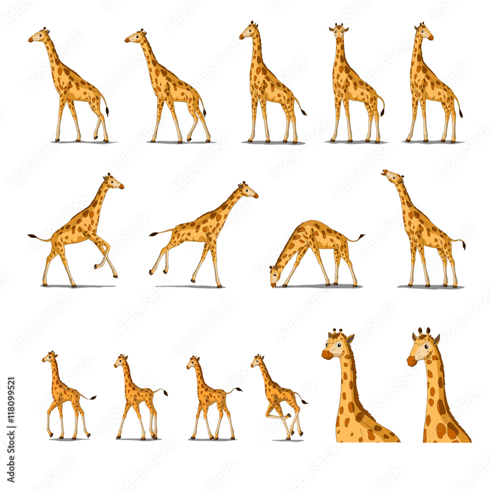 Fototapeta premium African Giraffe Isolated on White Background