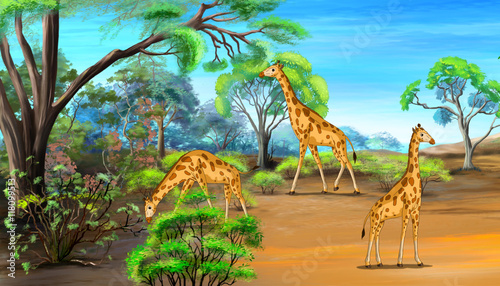 Giraffes Grazing in the Savannah
