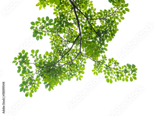 natural green leaves isolated on white