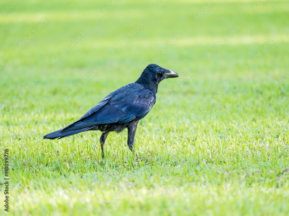 black crow bird on green grass, it can grow in big city black crow bird on green grass, it can grow in big city