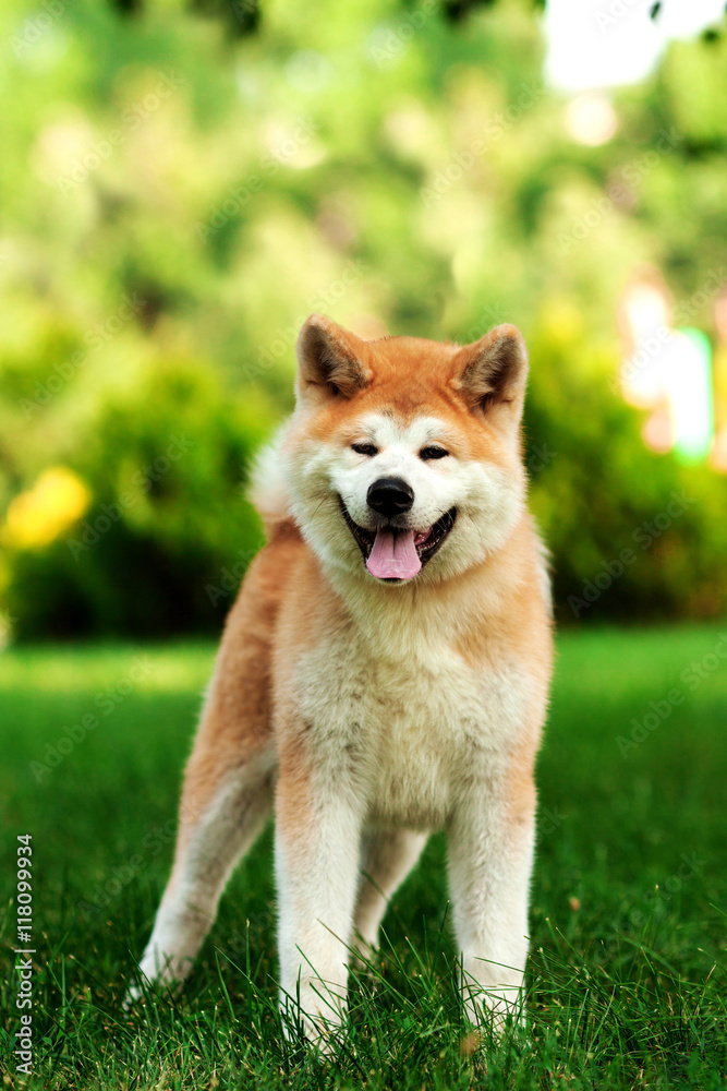 Vertical portrait of one puppy teenager dog of japanese breed akita inu with long white and red fluffy coat standing outdoors on green grass on summer sunny day