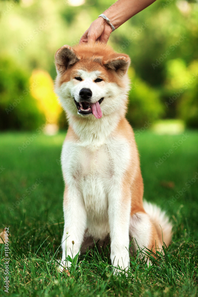Vertical portrait of one puppy teenager dog of japanese breed akita inu with long white and red fluffy coat sitting outdoors on green grass on summer sunny day