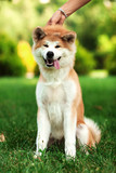 Vertical portrait of one puppy teenager dog of japanese breed akita inu with long white and red fluffy coat sitting outdoors on green grass on summer sunny day