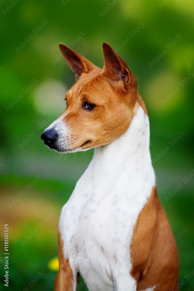 Vertical portrait of one dog of basenji breed with short hair of red and white color, sitting outside with green background on summer. Vertical portrait of one dog of basenji breed with short hair of red and white color, sitting outside with green background on summer.
