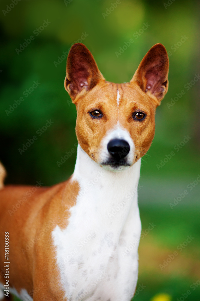 Vertical portrait of one dog of basenji breed with short hair of red and white color, standing outside with green background on summer. Vertical portrait of one dog of basenji breed with short hair of red and white color, standing outside with green background on summer.
