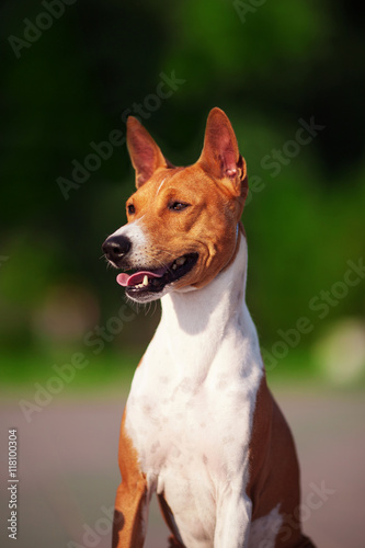 Fototapeta Naklejka Na Ścianę i Meble -  Vertical portrait of one dog of basenji breed with short hair of red and white color, sitting outside with green background on summer.