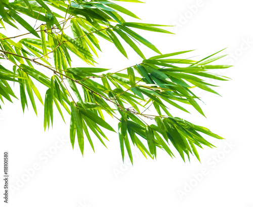 fresh green bamboo leaves in nature isolated