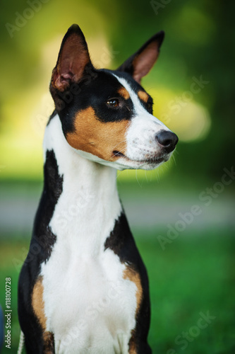 One dog of basenji breed with short hair of tricolor black, white and red color, sitting outside with green background on summer.