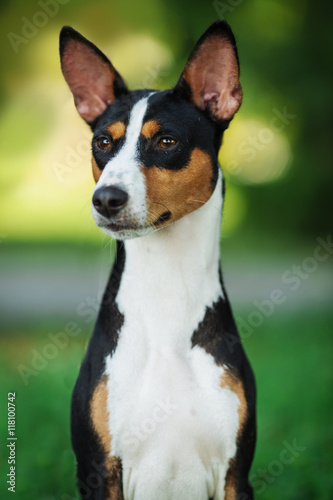 Vertical portrait of one dog of basenji breed with short hair of tricolor black, white and red color, sitting outside with green background on summer. © tanipanova