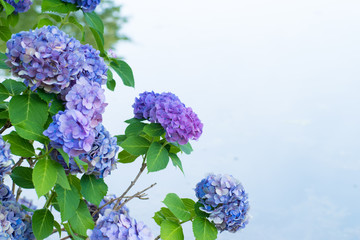 Leinwandbilder Hortensie Blaue und violette Hortensienblüten  © mk1221
