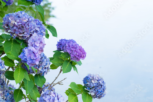 Fototapeta Naklejka Na Ścianę i Meble -  Blue and purple hydrangea 