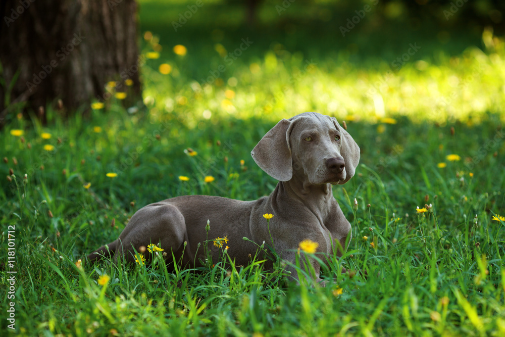 One young puppy dog of weimaraner breed with gray coat lying outdoors on green grass on summer sunny day One young puppy dog of weimaraner breed with gray coat lying outdoors on green grass on summer sunny day