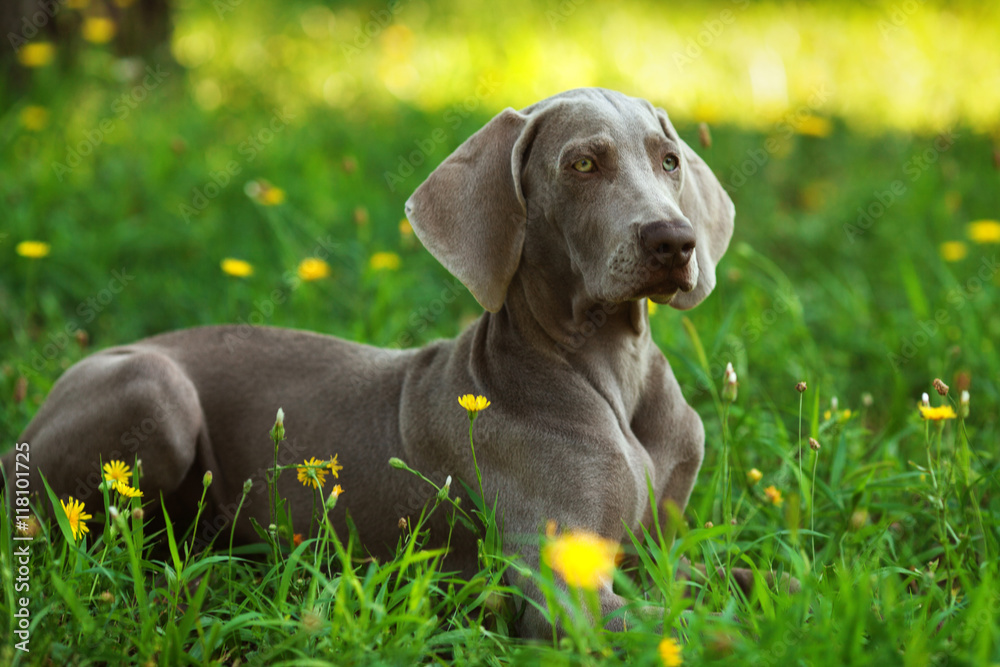 One young puppy dog of weimaraner breed with gray coat lying outdoors on green grass on summer sunny day One young puppy dog of weimaraner breed with gray coat lying outdoors on green grass on summer sunny day