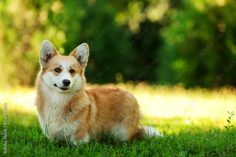Horizontal portrait of one dog of welsh corgi pembroke breed with white and red coat, standing outdoors on green grass on summer sunny day