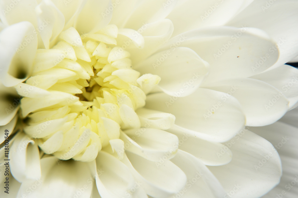 daisy flower on background and macrostyle