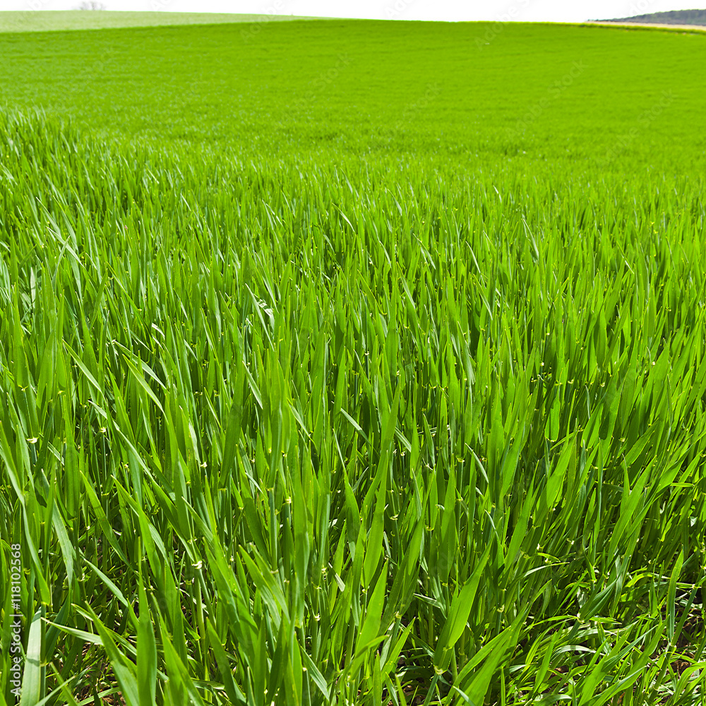 Obraz premium Pastures in Switzerland