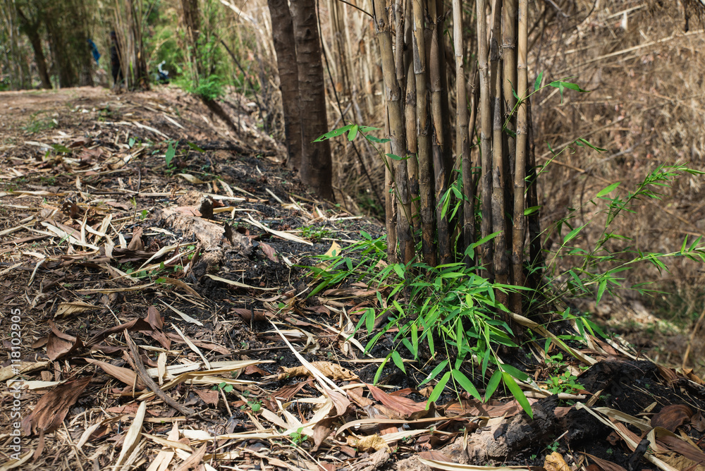 The burnt bamboo in the forest after wildfire The burnt bamboo in the forest after wildfire