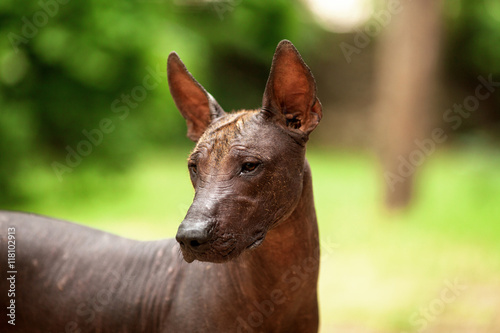 One dog of Xoloitzcuintli breed, mexican hairless dog of  black color of standart size, standing outdoors on ground with green grass and trees on background on summer sunny day photo