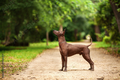 One dog of Xoloitzcuintli breed, mexican hairless dog of  black color of standart size, standing outdoors on ground with green grass and trees on background on summer day