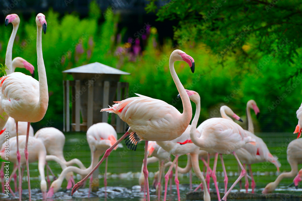 Obraz premium flock of flamingos on lake