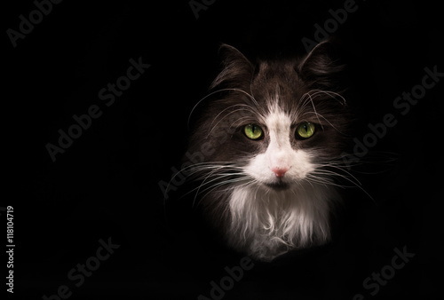 Gray fluffy cat on black background
