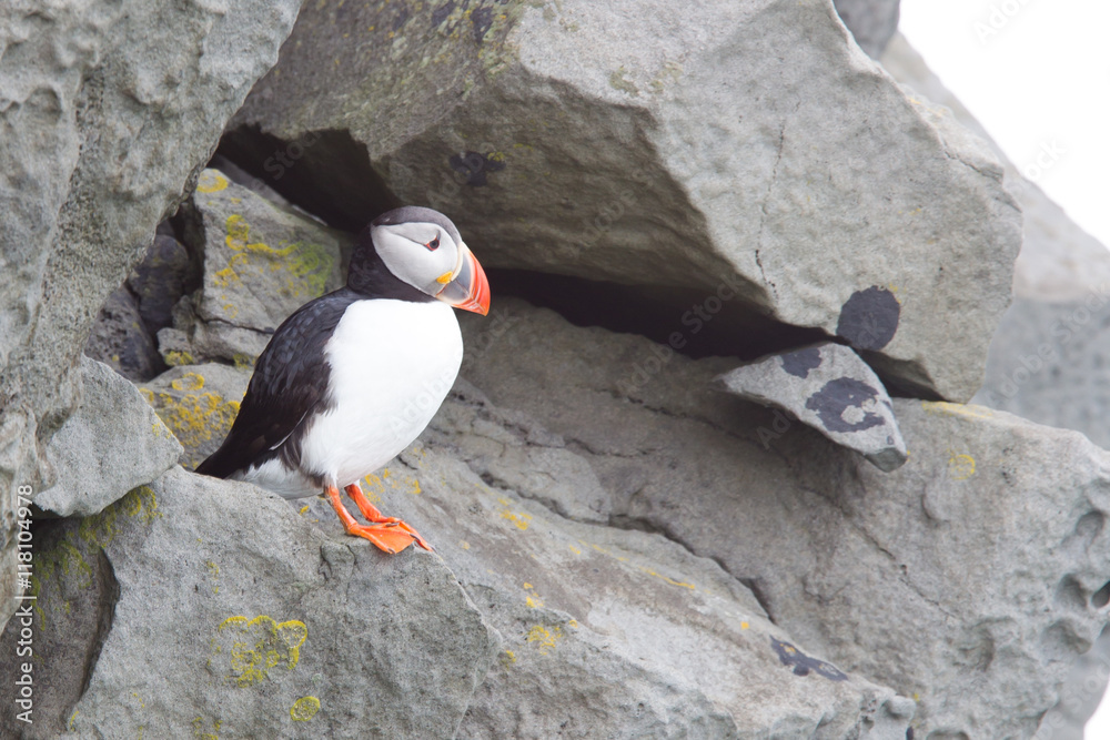 Fototapeta premium Colorful Puffin isolated in natural environment