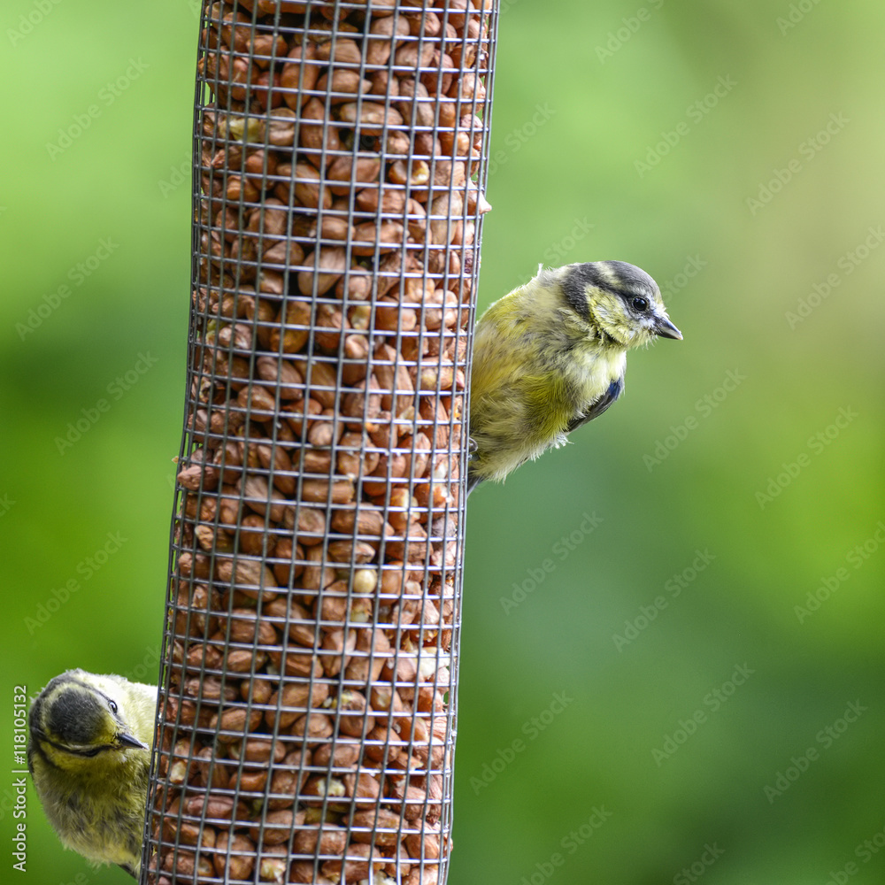 Naklejka premium Common garden Blue Titas Cuanistes Caeruleus on bird feeder
