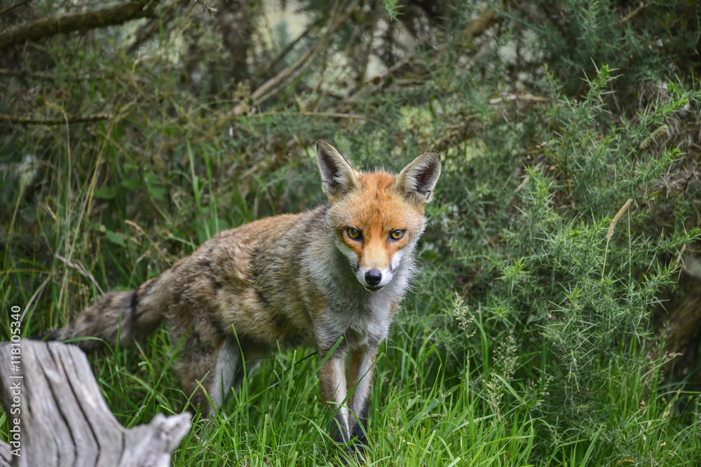 Stunning image of red fox vulpes vulpes in lush Summer countrysi Stunning image of red fox vulpes vulpes in lush Summer countrysi