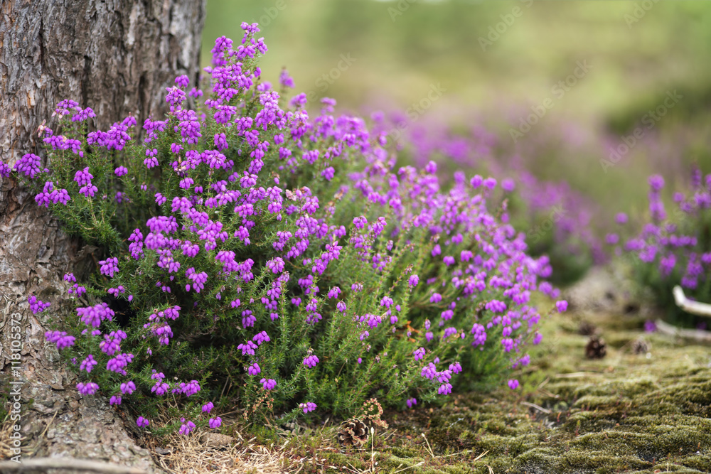 Obraz premium Vibrant landscape image of heather erica in forest with shallow