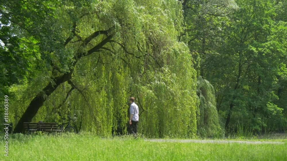 Man With Phone Walking Slowly by Green Park Approaches to Bench Installed Along the Park Alley Green Trees Willow Grows Along the Alley Summer Sunny Man With Phone Walking Slowly by Green Park Approaches to Bench Installed Along the Park Alley Green Trees Willow Grows Along the Alley Summer Sunny