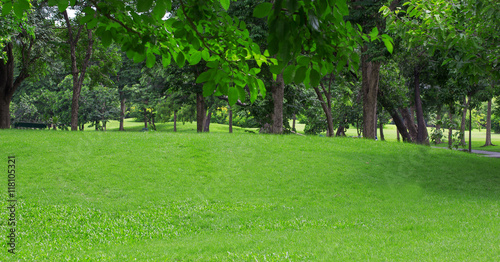 Green Lawn of a Spacious City Park © escapejaja