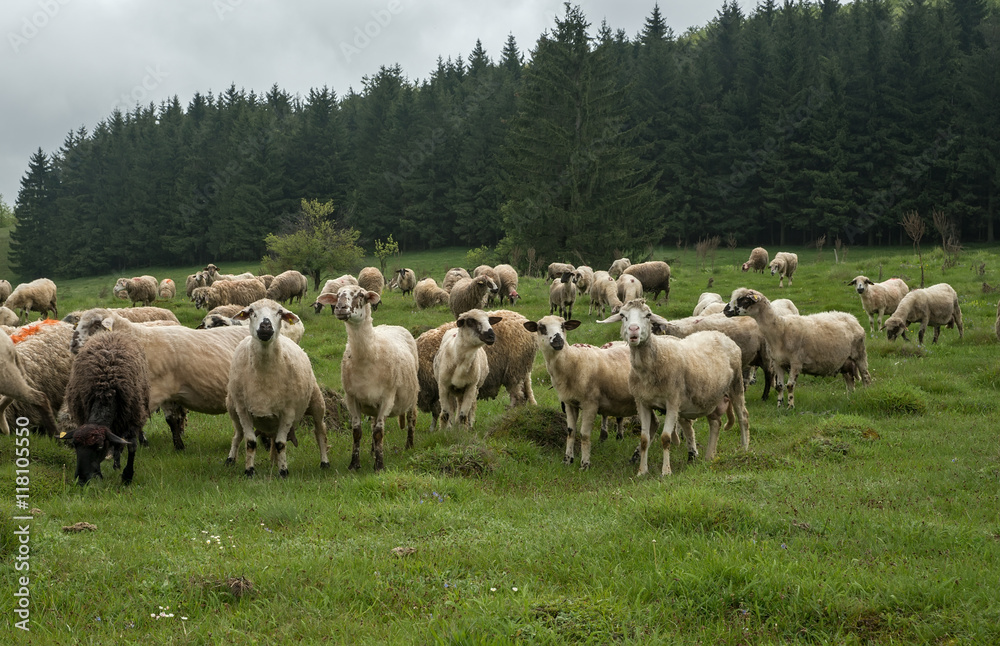 Hairy sheep on a green meadow 22 Hairy sheep on a green meadow 22