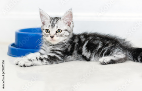 American shorthair cat waiting for food with copy space
