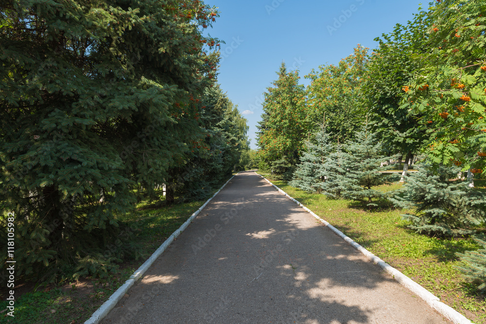 park with coniferous and deciduous trees and an asphalt road