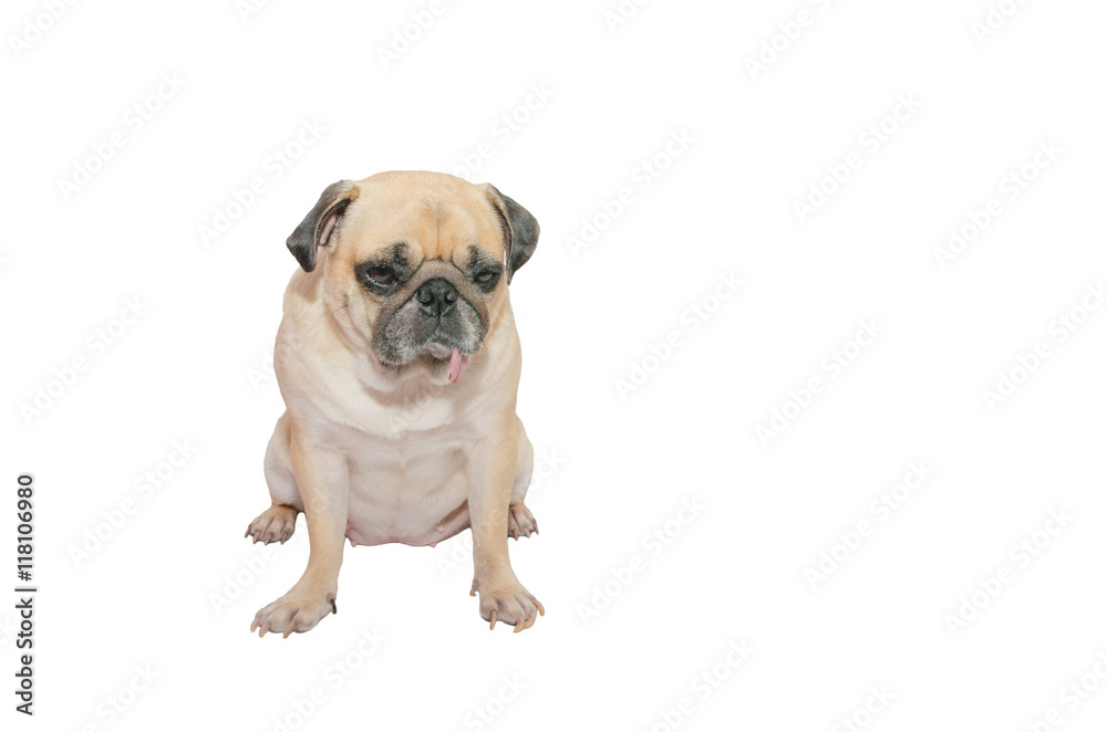 Fat Pug dog, sitting and tongue sticking out, isolated on white with clipping path and copy space for label text